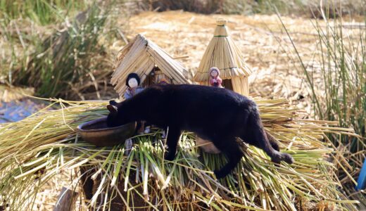 チチカカ湖の猫。