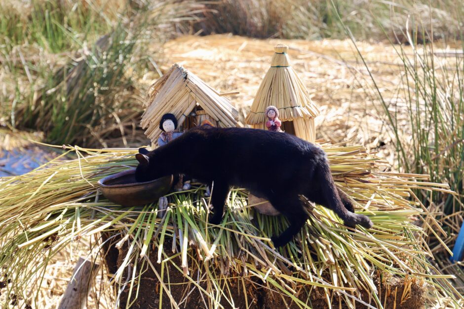 チチカカ湖の猫。